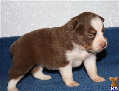 Miniature Australian Shepherd Puppies for Sale