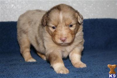 Miniature Australian Shepherd Puppies for Sale