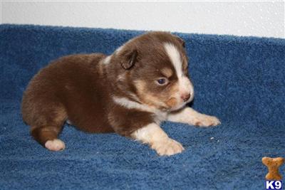 Miniature Australian Shepherd Puppies for Sale