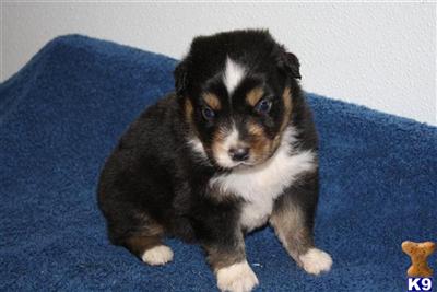 Miniature Australian Shepherd Puppies for Sale
