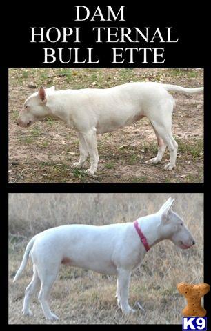 Female Dogs