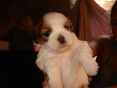 Lhasa Apso Puppies for Sale