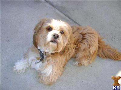 Stud Dogs - Lhasa Apso