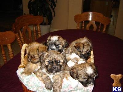 Lhasa Apso Puppies for Sale