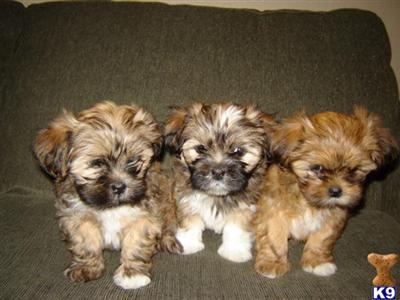 Lhasa Apso Puppies for Sale