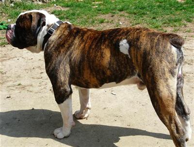 Stud Dogs - Old English Bulldog