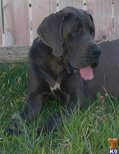 Great Dane Puppies for Sale