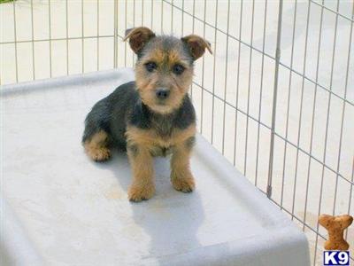 Australian Terrier Puppies for Sale