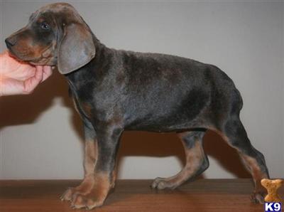Puppies in OH