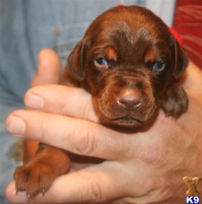 Puppies in OH