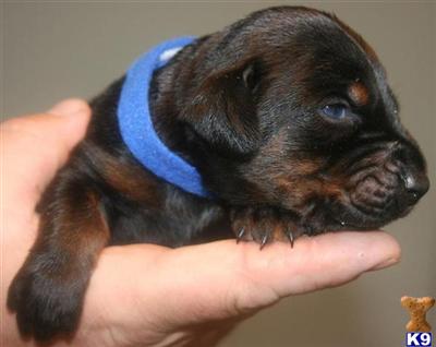 Puppies in OH