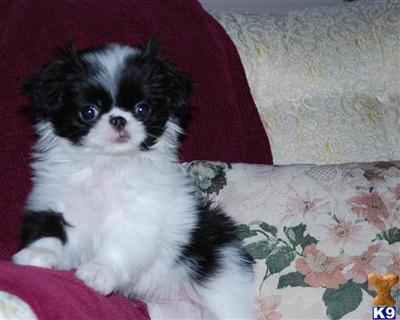 Japanese Chin Puppies for Sale