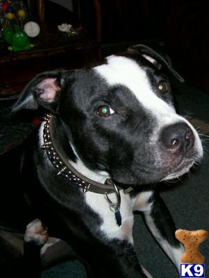 Stud Dogs - American Pit Bull