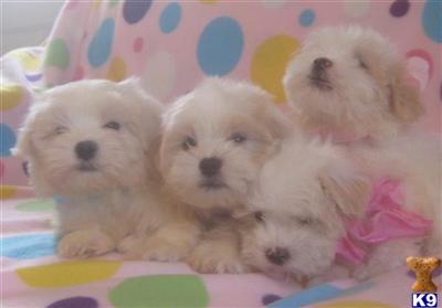 Puppies in MI