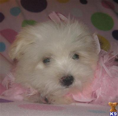 Coton De Tulear Puppies for Sale