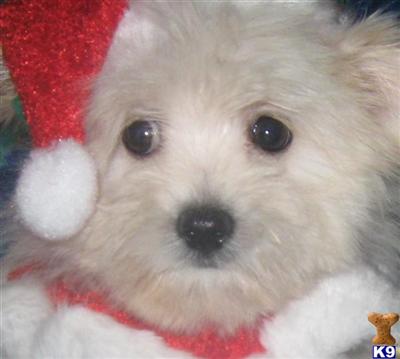 Puppies in MI