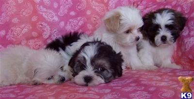 Dogs - Coton De Tulear