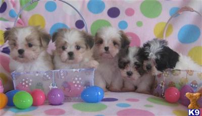 Lhasa Apso Puppies for Sale