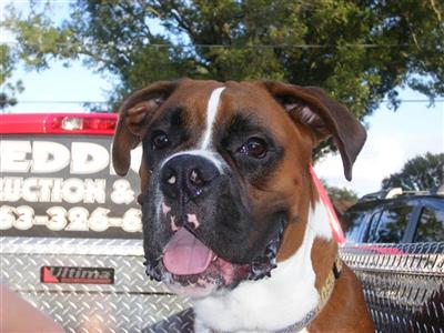 Stud Dogs - Boxer