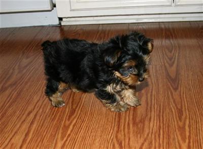 Puppies in MS