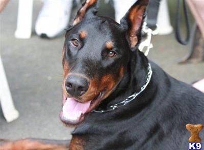 Stud Dogs - Doberman Pinscher