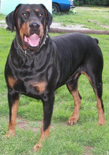 Stud Dogs in VA