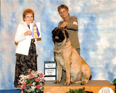 Stud Dogs - Mastiff