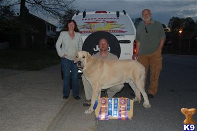 Stud Dogs - Mastiff