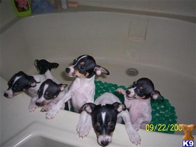 Toy Fox Terrier Puppies for Sale