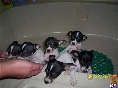 Toy Fox Terrier Puppies for Sale