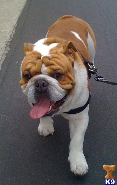 Stud Dogs - English Bulldog