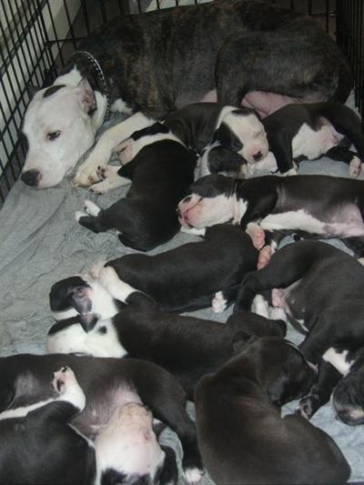 Puppies in NJ