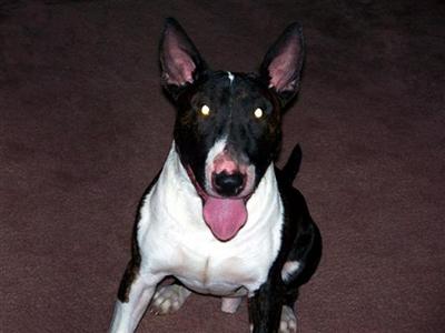 Stud Dogs - Bull Terrier