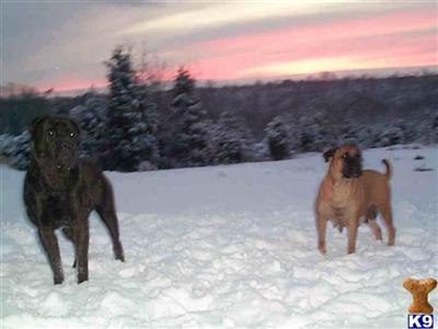 Bullmastiff Puppies for Sale