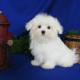Stud Dogs - Maltese
