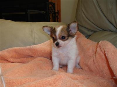 Puppies in Bell