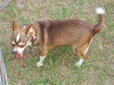 Dogs - Chihuahua