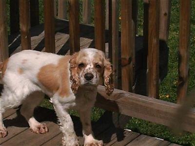 Dogs - Cocker Spaniel