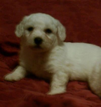 Puppies in VA