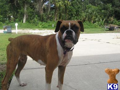 Dogs - Boxer