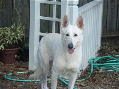 Stud Dogs in GA