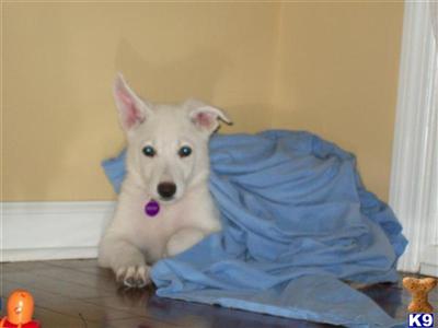 German Shepherd Puppies for Sale