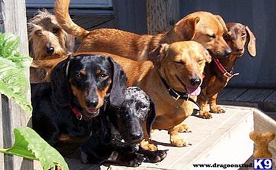 Rescue Dogs