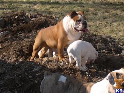 Stud Dogs in CT