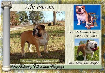 Stud Dogs - English Bulldog