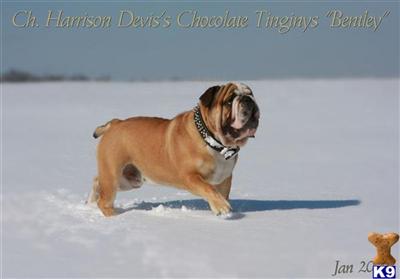 Stud Dogs in MO