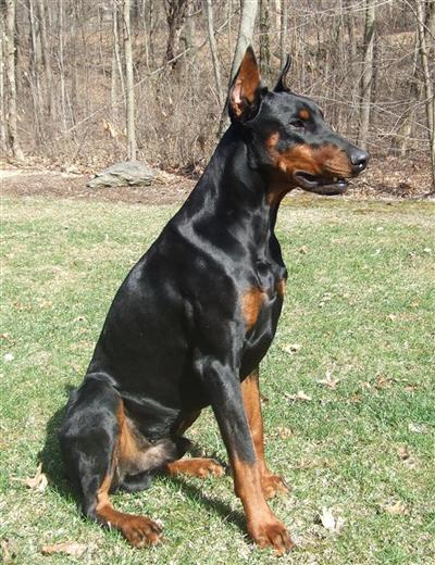 Stud Dogs - Doberman Pinscher
