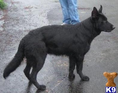 Dogs for Sale in NY