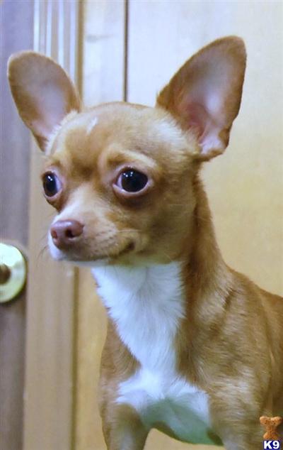 Stud Dogs - Chihuahua