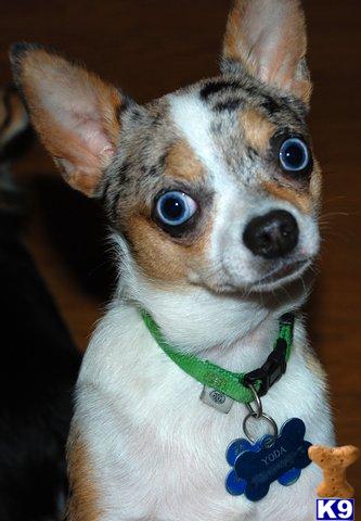 Dogs for Sale in OH